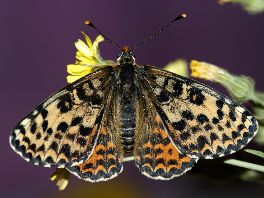 Bild Nr.07275 zum Vergrößern klicken Bild Nr.07275