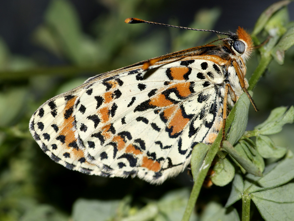 Bild Nr.07275 zum Vergrößern klicken Bild Nr.07275