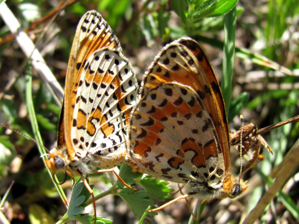 Bild Nr.07275 zum Vergrößern klicken Bild Nr.07275