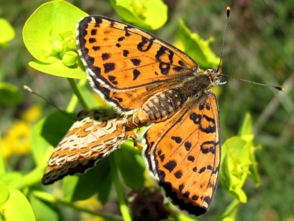 Bild Nr.07275 zum Vergrößern klicken Bild Nr.07275