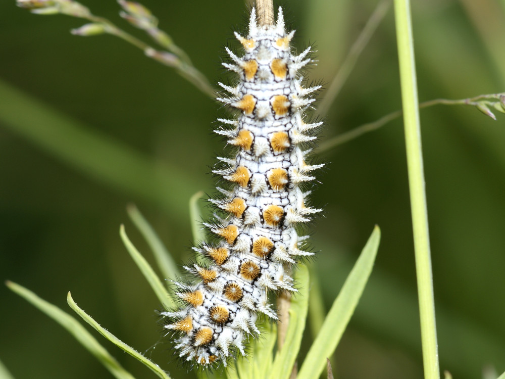 Bild Nr.07275 zum Vergrößern klicken Bild Nr.07275