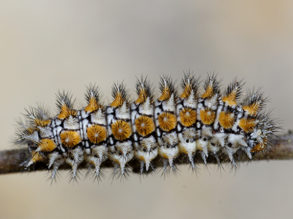 Bild Nr.07275 zum Vergrößern klicken Bild Nr.07275