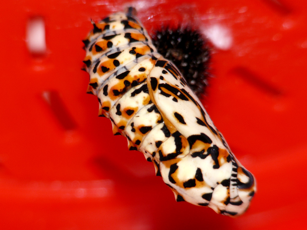 Bild Nr.07275 zum Vergrößern klicken Bild Nr.07275