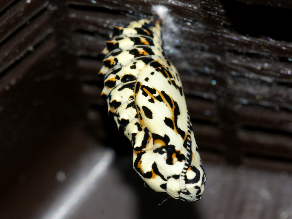 Bild Nr.07275 zum Vergrößern klicken Bild Nr.07275