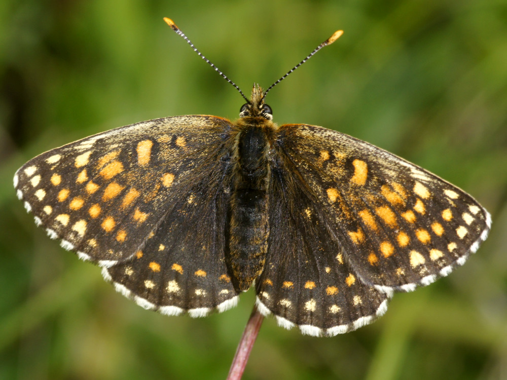 Bild Nr.07276 zum Vergrößern klicken Bild Nr.07276