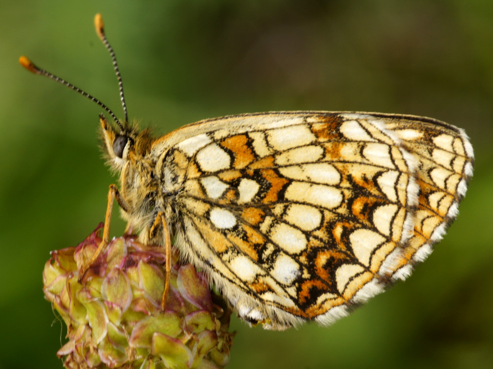 Bild Nr.07276 zum Vergrößern klicken Bild Nr.07276