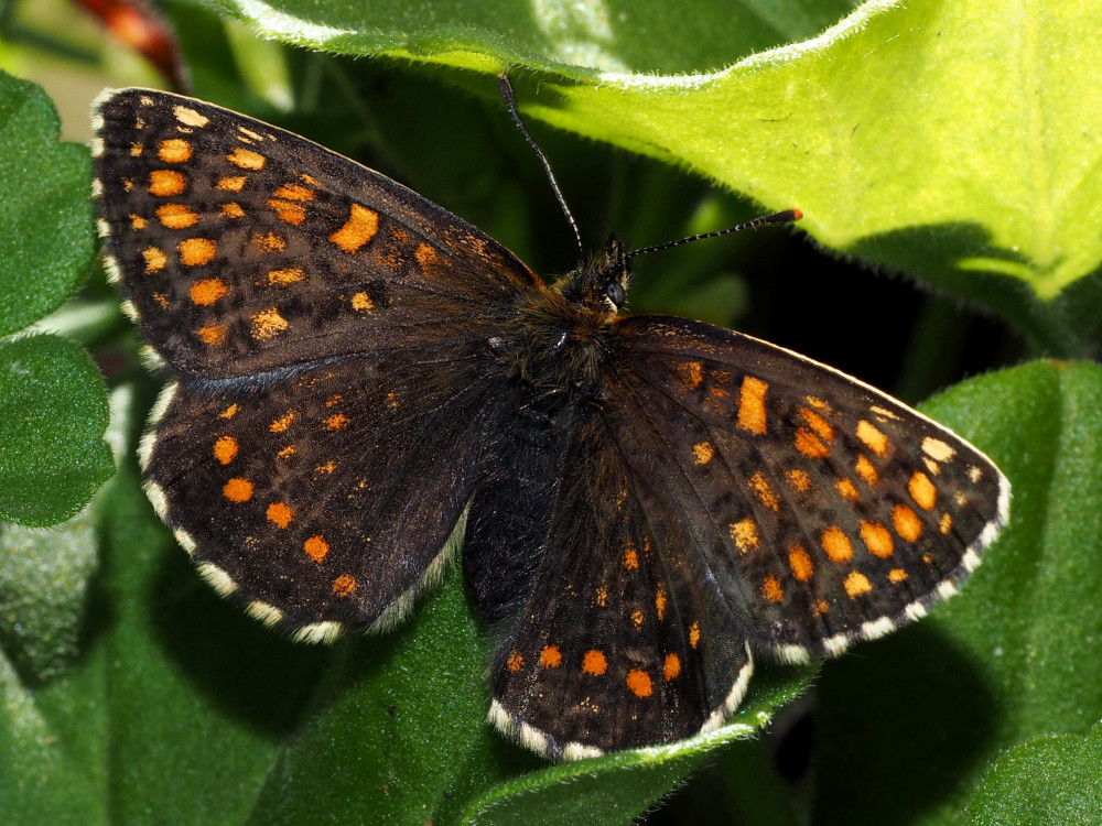 Bild Nr.07276 zum Vergrößern klicken Bild Nr.07276