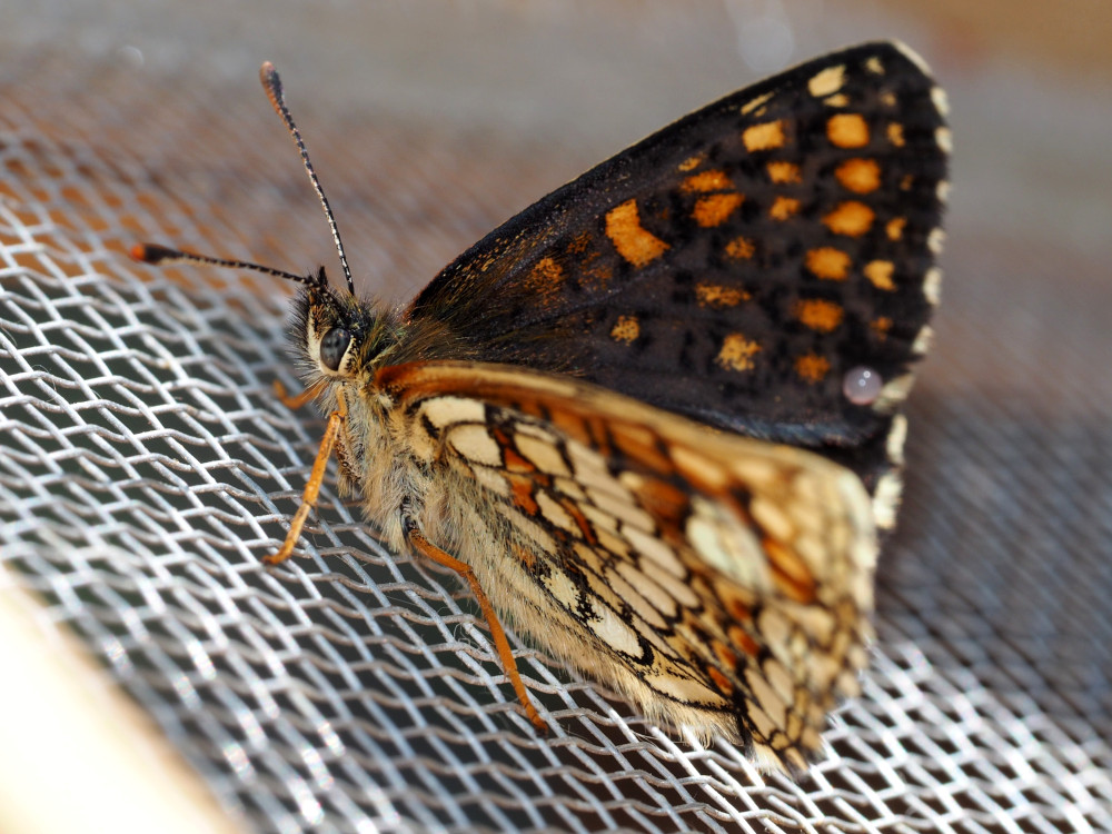 Bild Nr.07276 zum Vergrößern klicken Bild Nr.07276