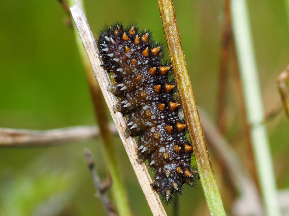 Bild Nr.07276 zum Vergrößern klicken Bild Nr.07276