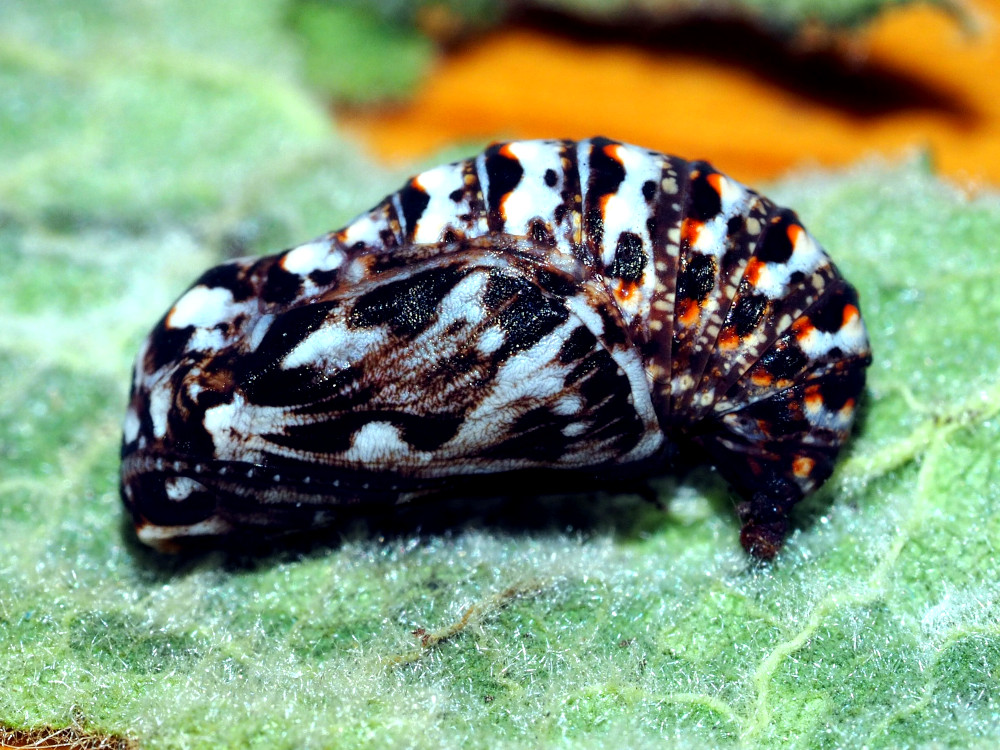 Bild Nr.07276 zum Vergrößern klicken Bild Nr.07276