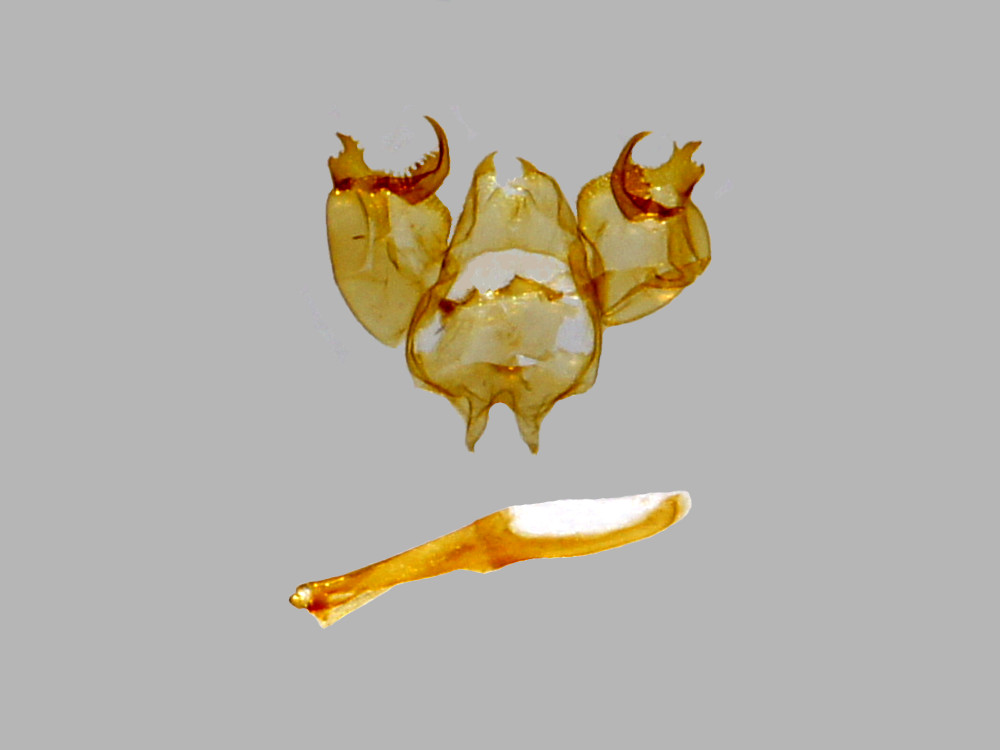 Bild Nr.07281 zum Vergrößern klicken Bild Nr.07281