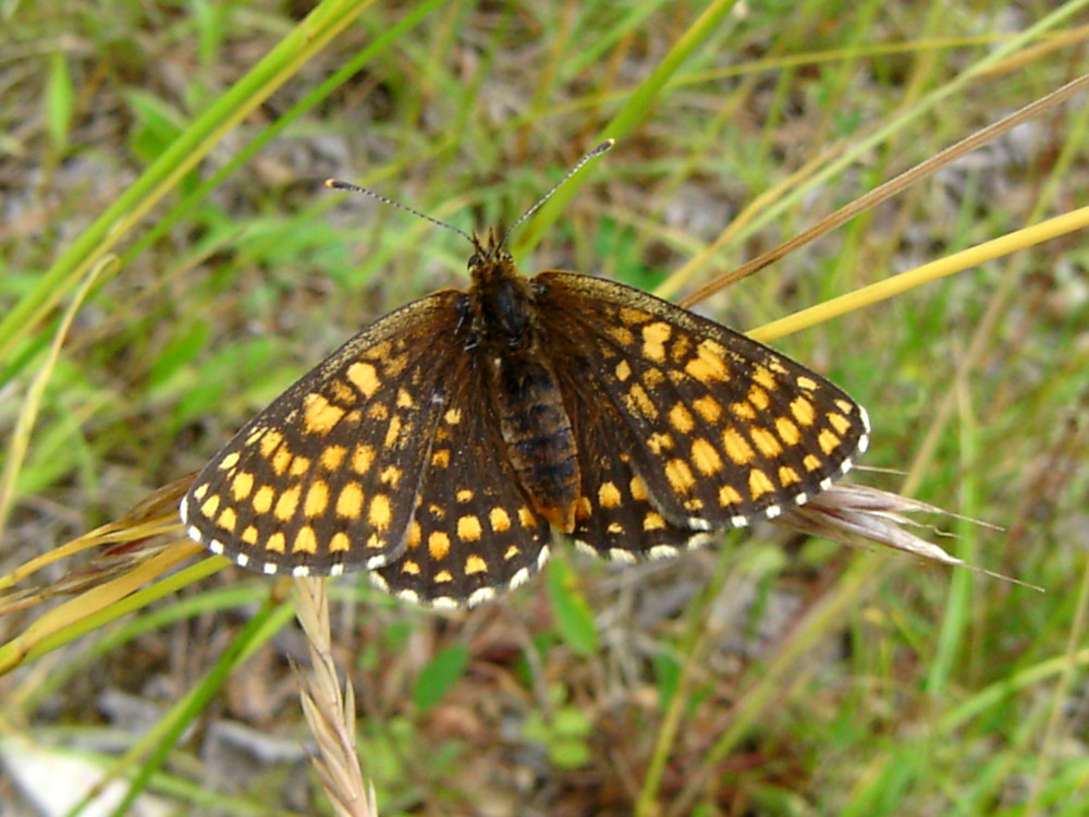 Bild Nr.07281 zum Vergrößern klicken Bild Nr.07281