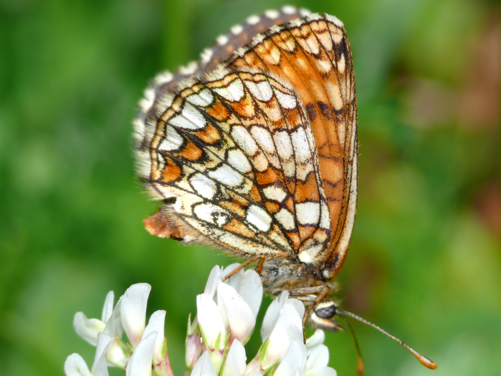 Bild Nr.07281 zum Vergrößern klicken Bild Nr.07281