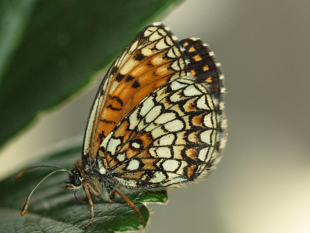 Bild Nr.07281 zum Vergrößern klicken Bild Nr.07281