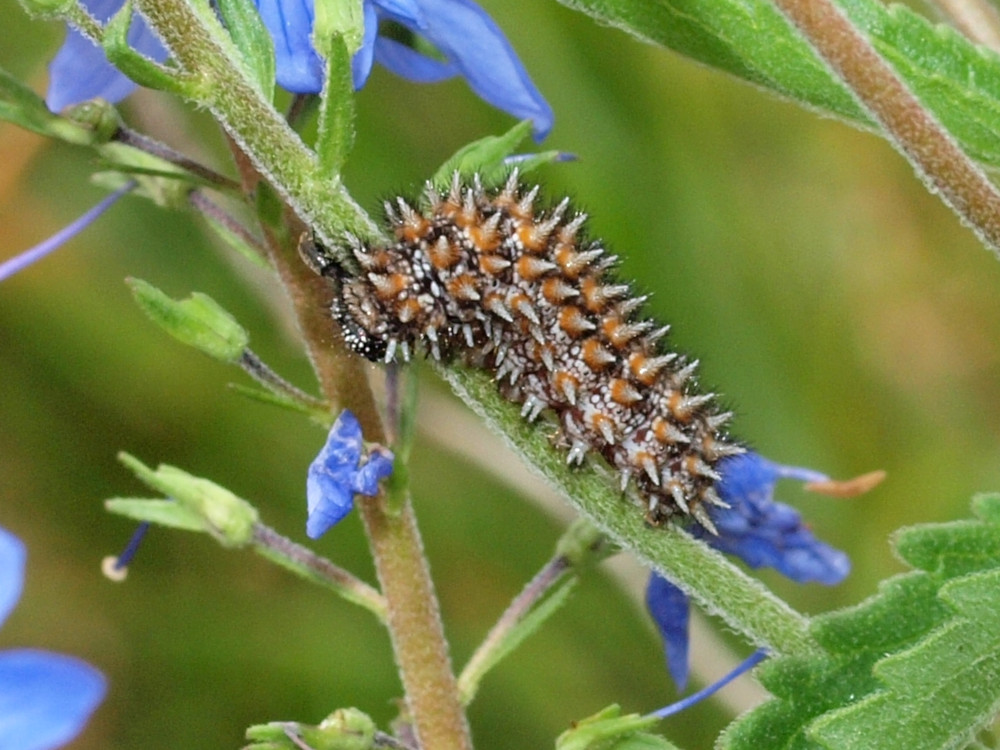 Bild Nr.07281 zum Vergrößern klicken Bild Nr.07281