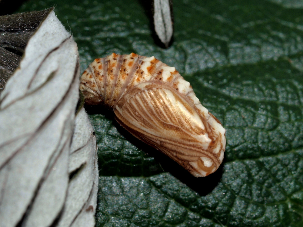 Bild Nr.07281 zum Vergrößern klicken Bild Nr.07281