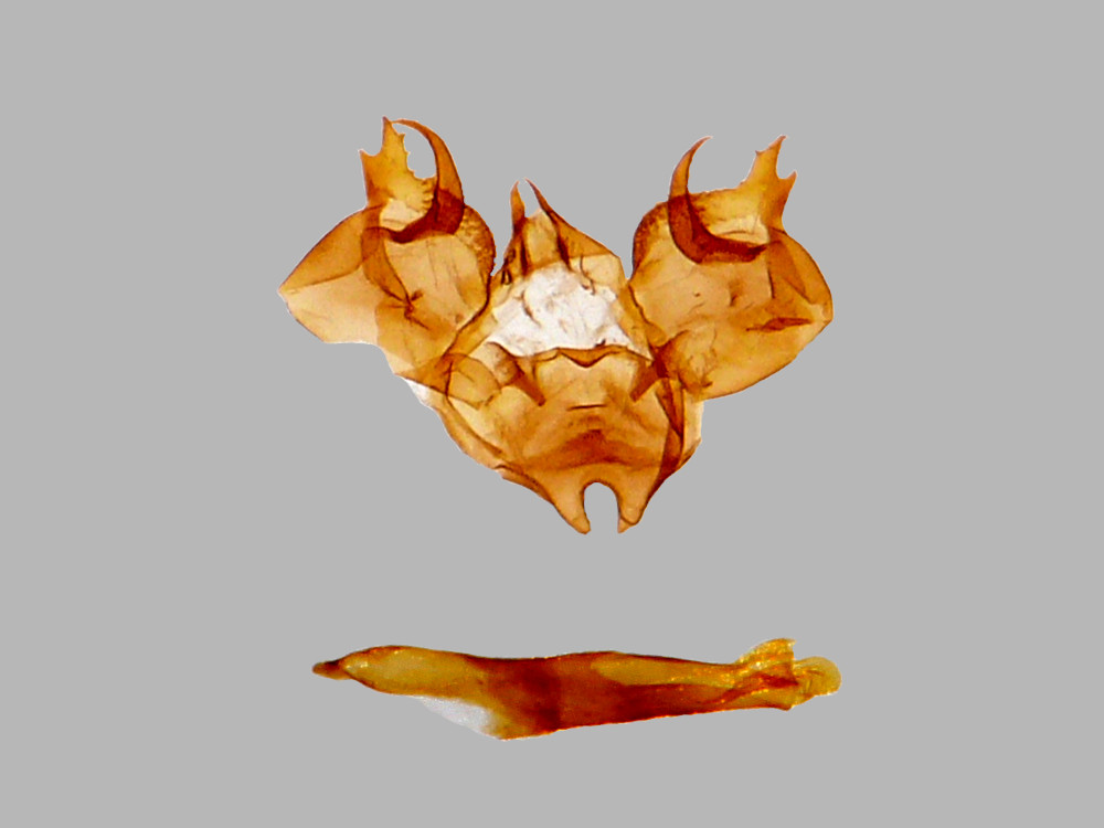 Bild Nr.07283 zum Vergrößern klicken Bild Nr.07283