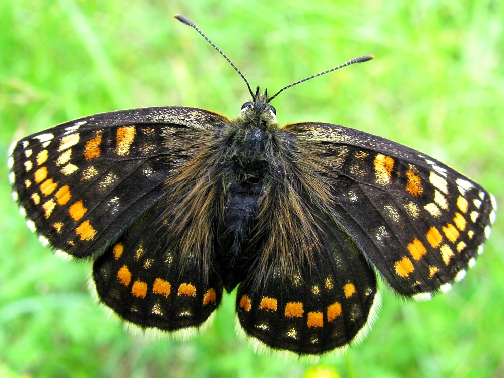 Bild Nr.07283 zum Vergrößern klicken Bild Nr.07283