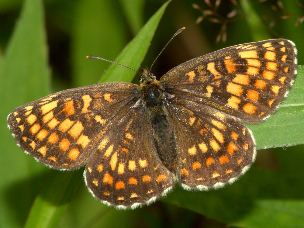 Bild Nr.07283 zum Vergrößern klicken Bild Nr.07283