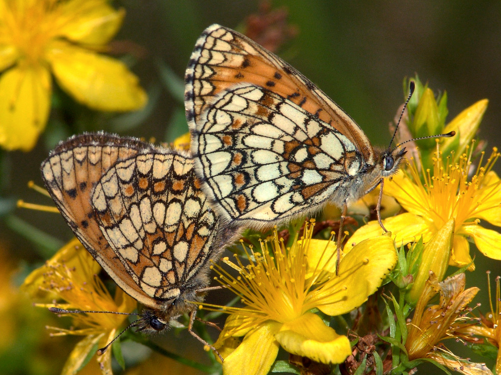 Bild Nr.07283 zum Vergrößern klicken Bild Nr.07283