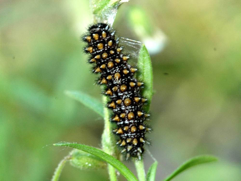 Bild Nr.07283 zum Vergrößern klicken Bild Nr.07283