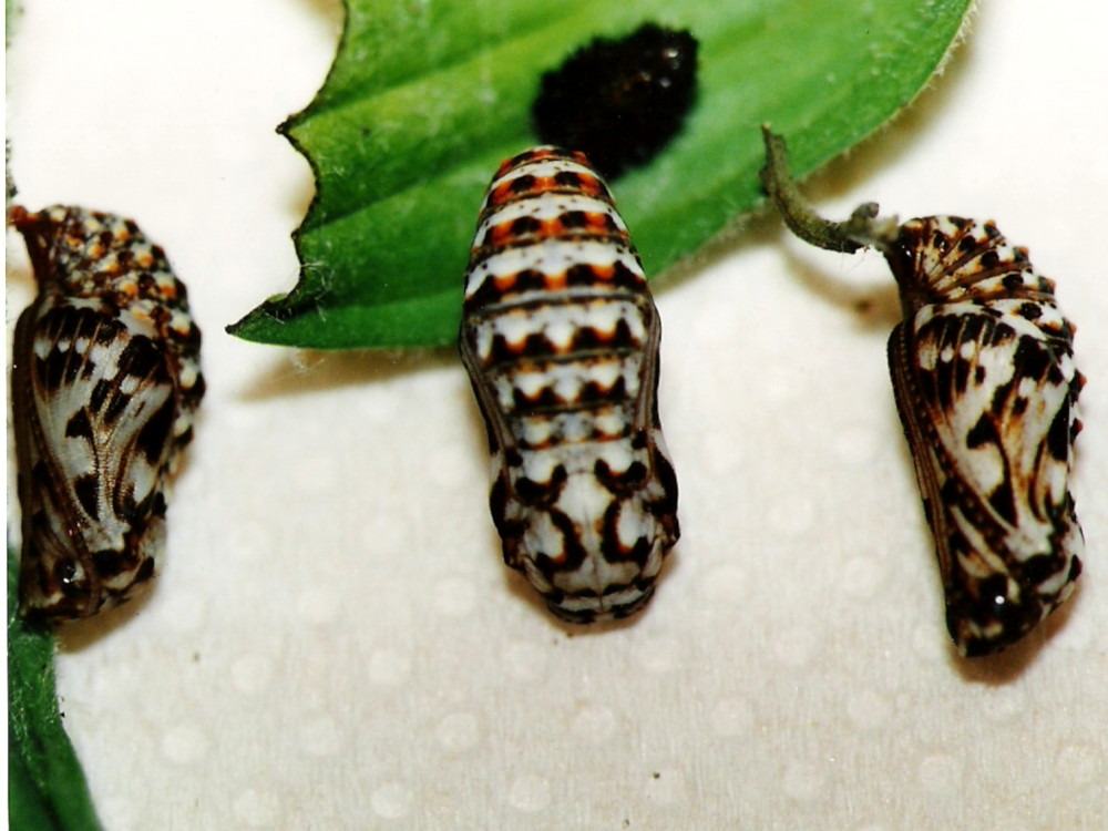 Bild Nr.07283 zum Vergrößern klicken Bild Nr.07283