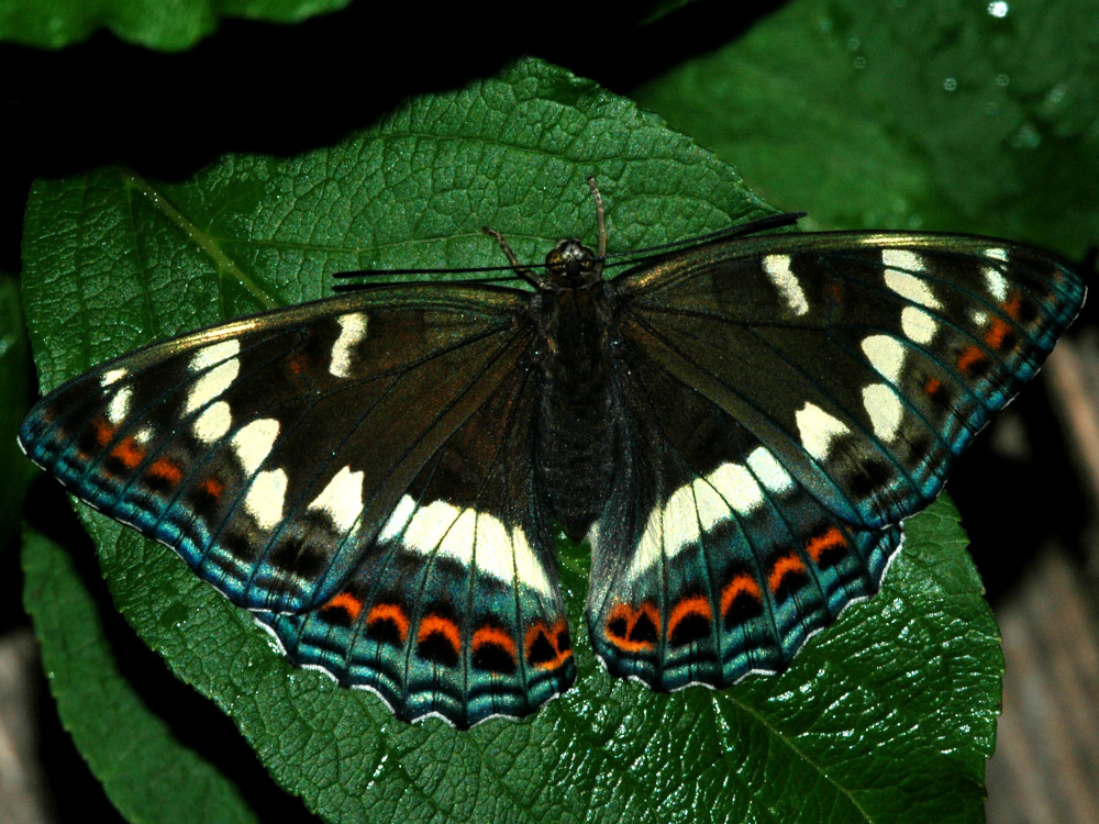 Bild Nr.07286 zum Vergrößern klicken Bild Nr.07286