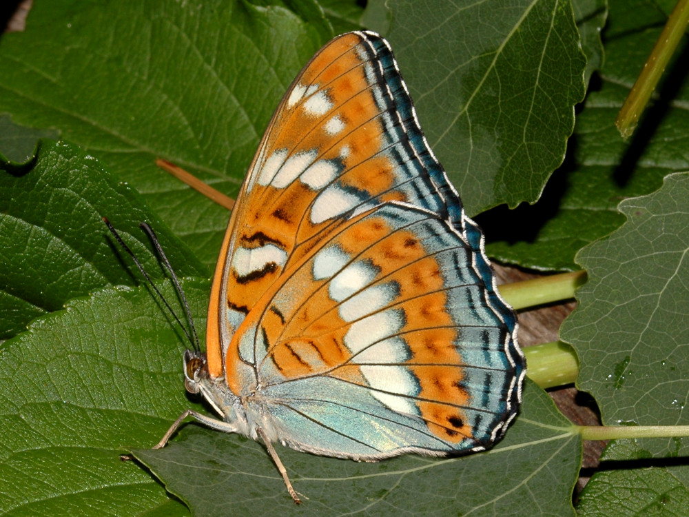 Bild Nr.07286 zum Vergrößern klicken Bild Nr.07286