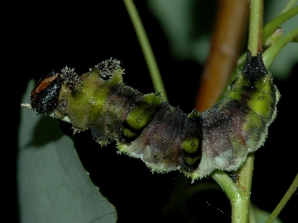 Bild Nr.07286 zum Vergrößern klicken Bild Nr.07286