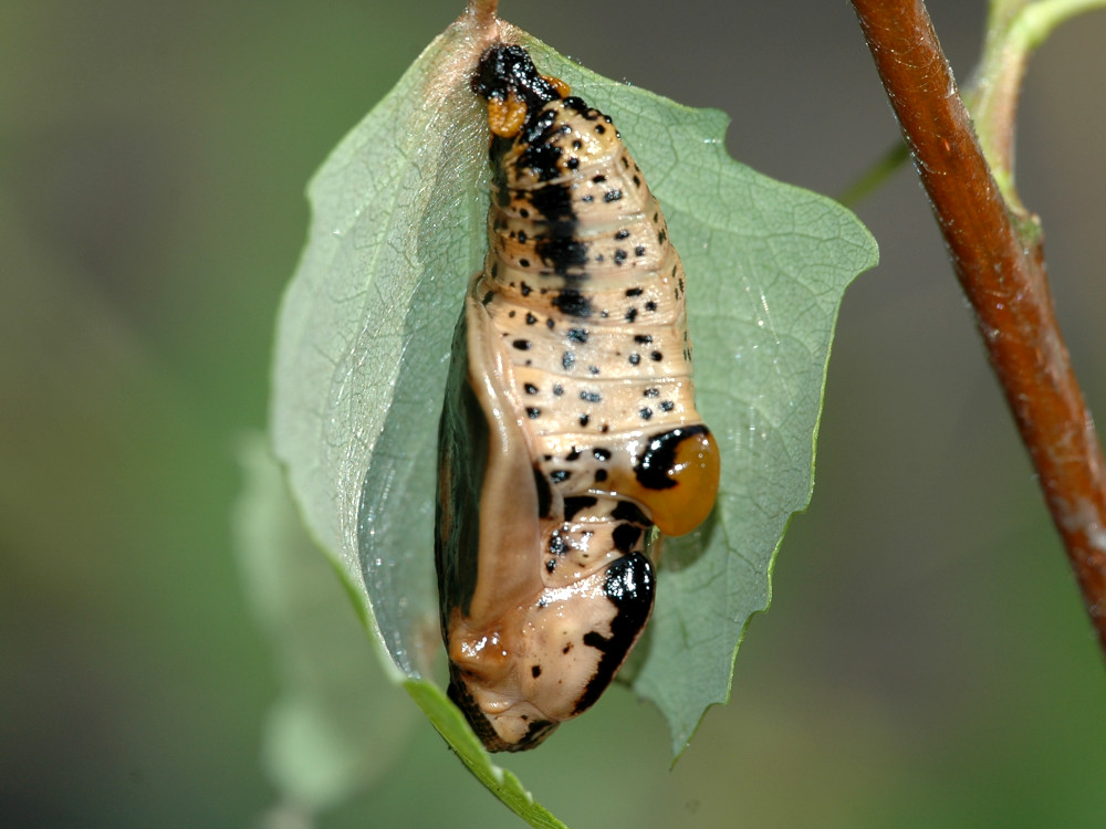 Bild Nr.07286 zum Vergrößern klicken Bild Nr.07286