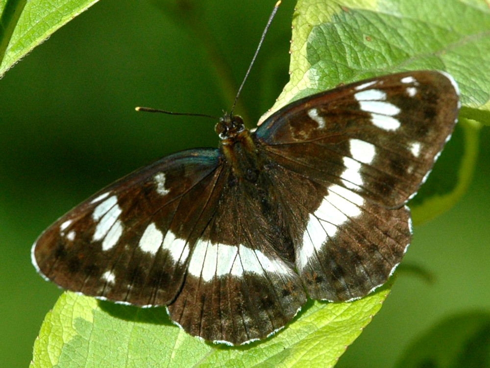 Bild Nr.07287 zum Vergrößern klicken Bild Nr.07287