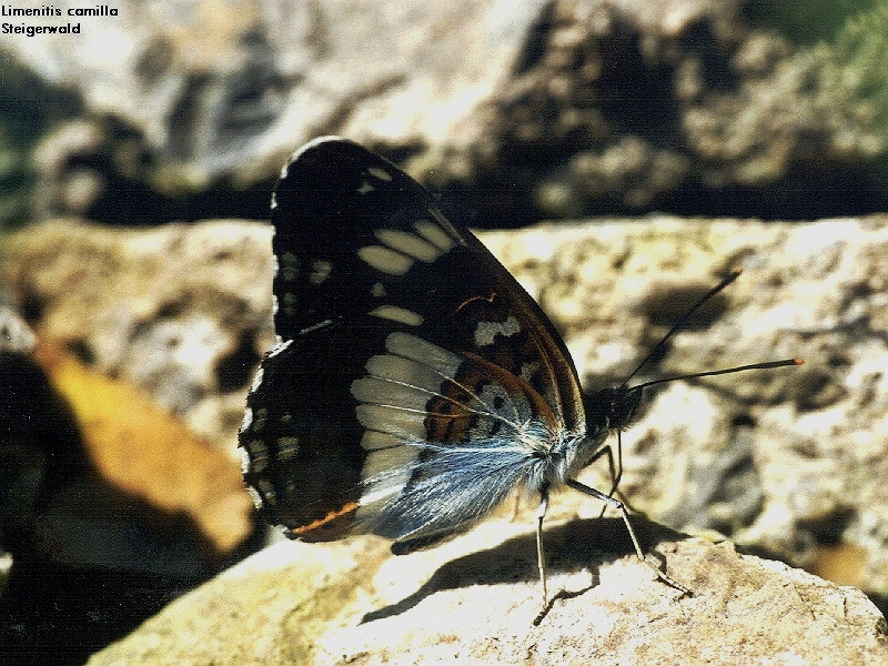 Bild Nr.07287 zum Vergrößern klicken Bild Nr.07287
