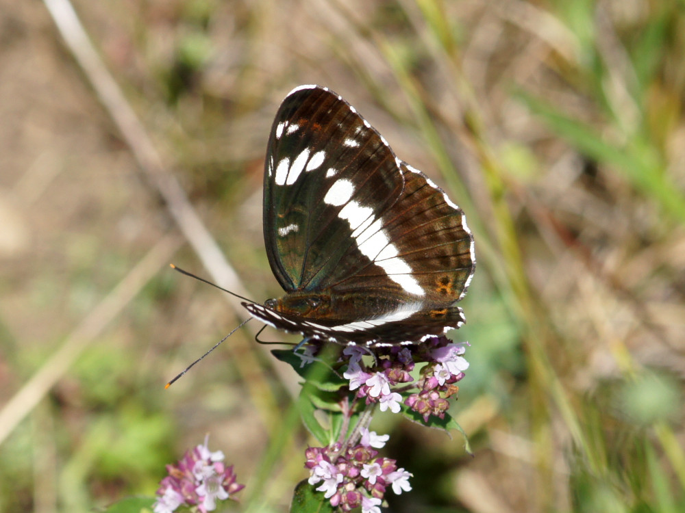 Bild Nr.07287 zum Vergrößern klicken Bild Nr.07287