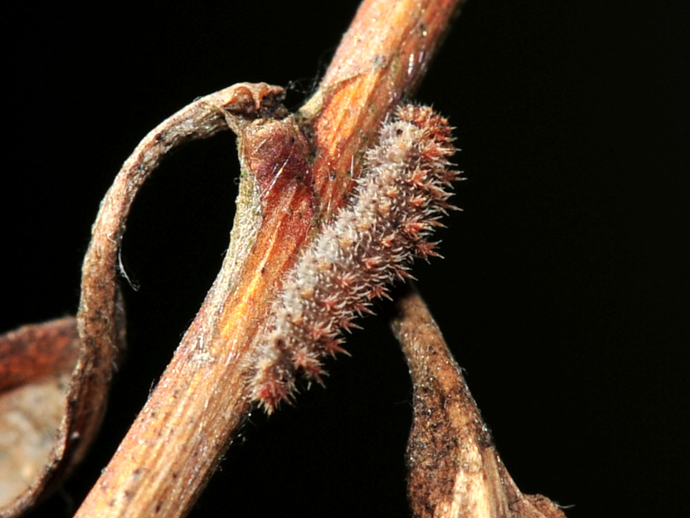 Bild Nr.07287 zum Vergrößern klicken Bild Nr.07287