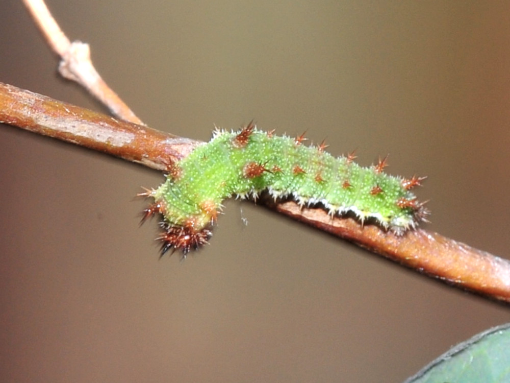 Bild Nr.07287 zum Vergrößern klicken Bild Nr.07287