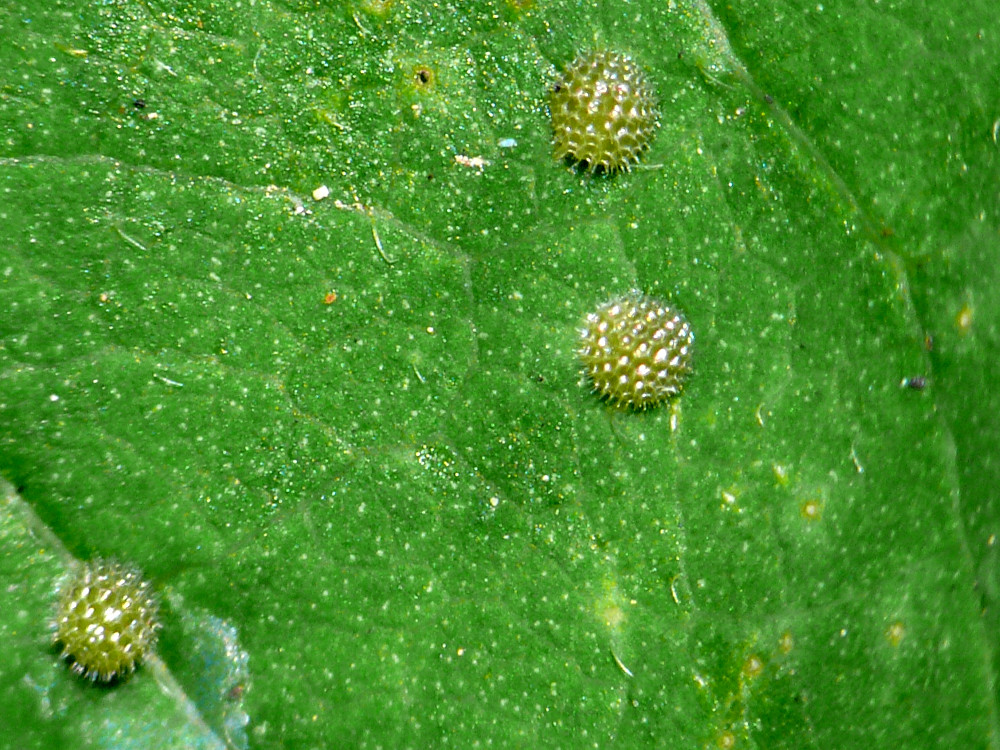 Bild Nr.07287 zum Vergrößern klicken Bild Nr.07287