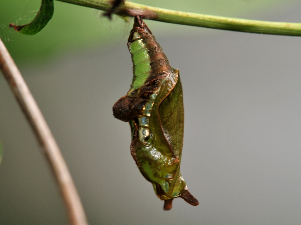 Bild Nr.07287 zum Vergrößern klicken Bild Nr.07287