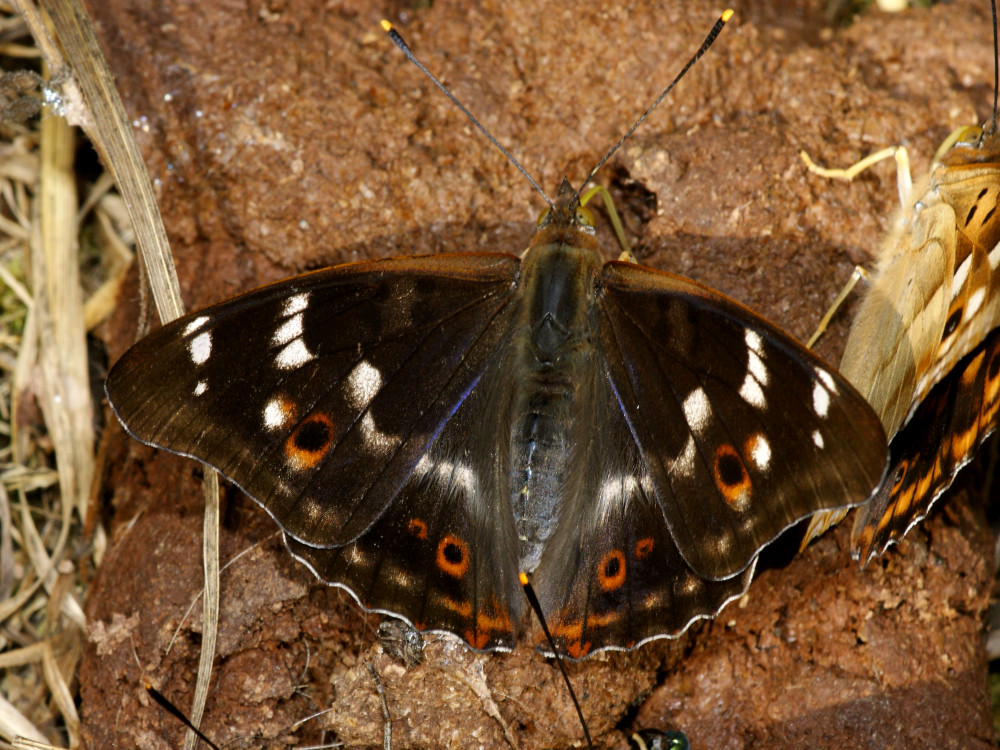 Bild Nr.07298 zum Vergrößern klicken Bild Nr.07298