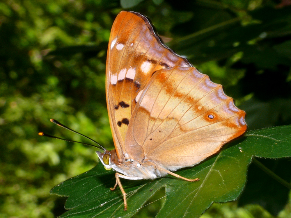 Bild Nr.07298 zum Vergrößern klicken Bild Nr.07298