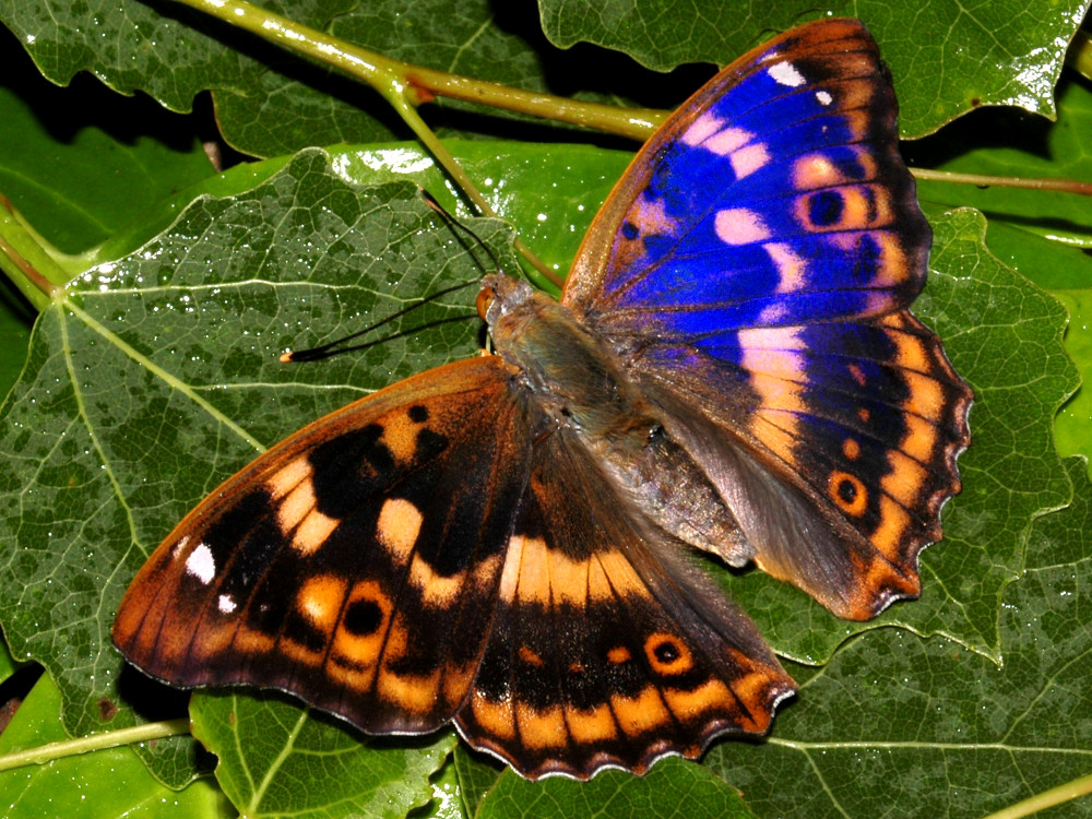 Bild Nr.07298 zum Vergrößern klicken Bild Nr.07298