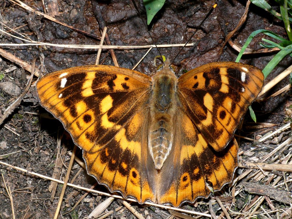 Bild Nr.07298 zum Vergrößern klicken Bild Nr.07298