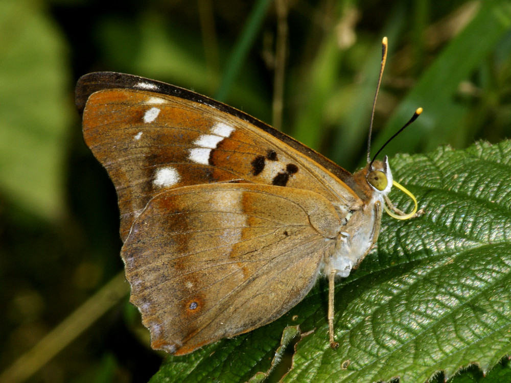 Bild Nr.07298 zum Vergrößern klicken Bild Nr.07298