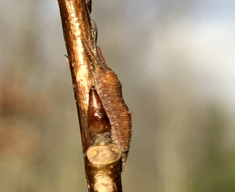 Bild Nr.07298 zum Vergrößern klicken Bild Nr.07298