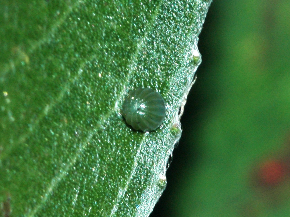 Bild Nr.07298 zum Vergrößern klicken Bild Nr.07298