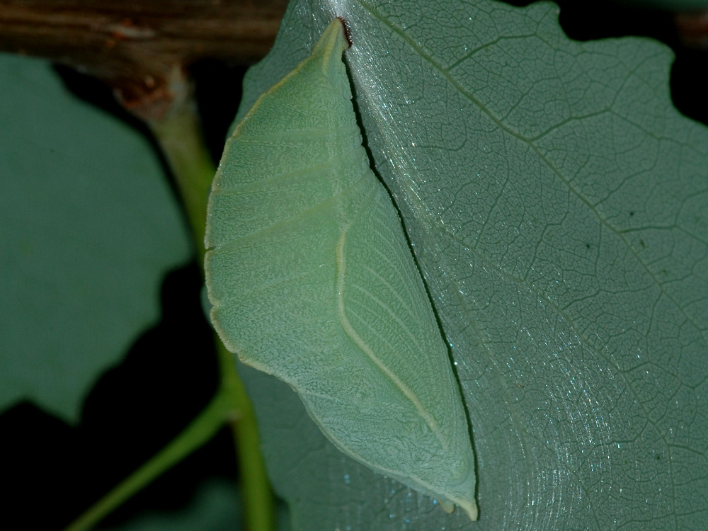 Bild Nr.07298 zum Vergrößern klicken Bild Nr.07298