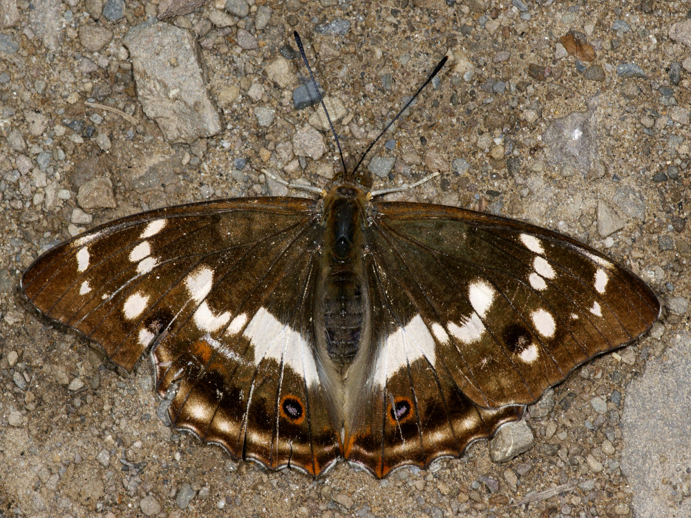 Bild Nr.07299 zum Vergrößern klicken Bild Nr.07299