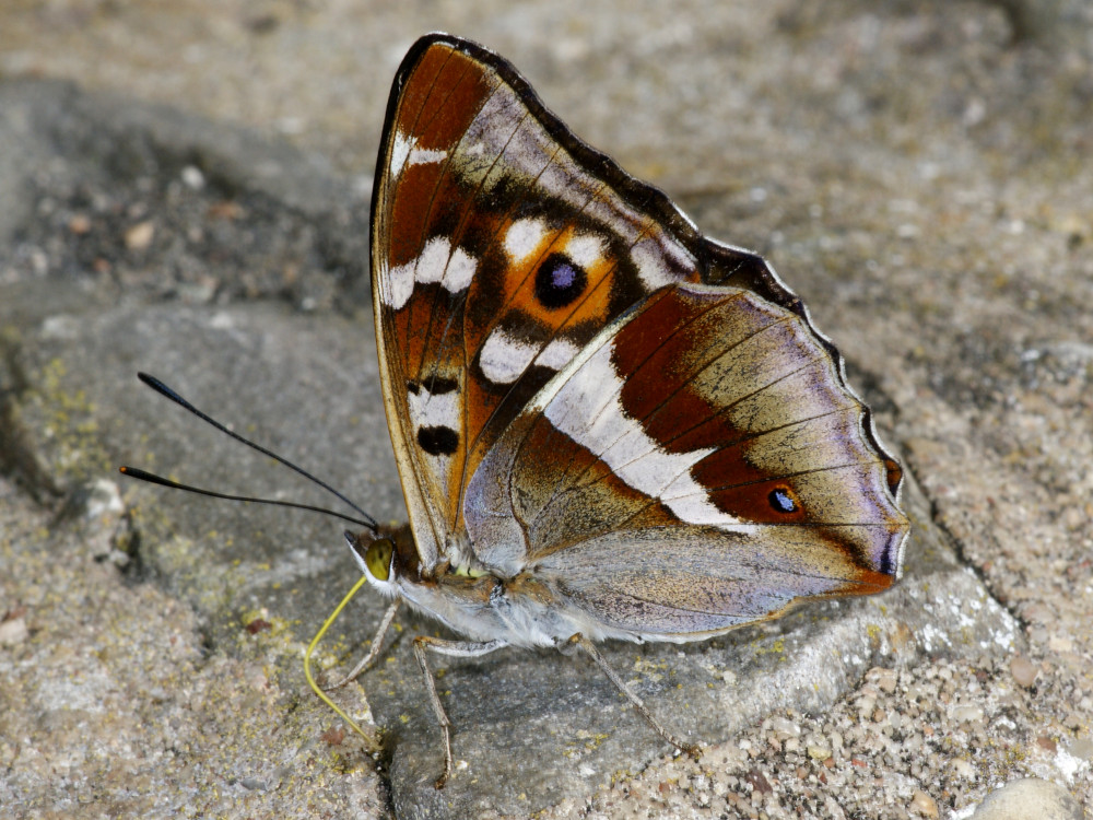 Bild Nr.07299 zum Vergrößern klicken Bild Nr.07299