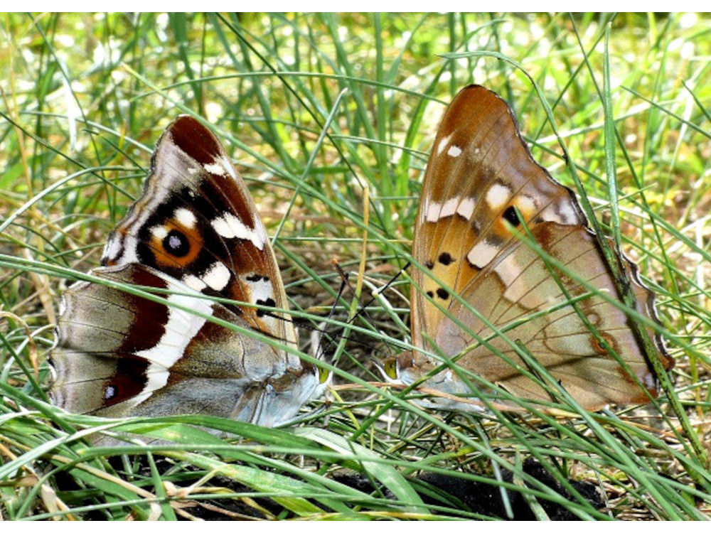 Bild Nr.07299 zum Vergrößern klicken Bild Nr.07299