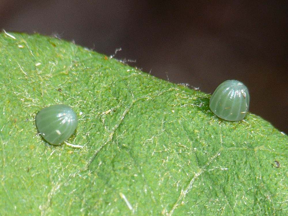 Bild Nr.07299 zum Vergrößern klicken Bild Nr.07299