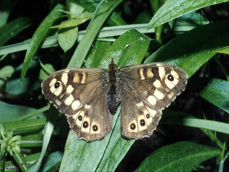 Bild Nr.07307 zum Vergrößern klicken Bild Nr.07307